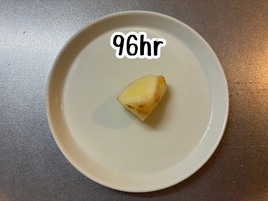 新生姜96hrの試料がお皿に乗っているところ